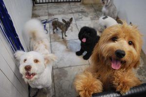 Satisfied furbaby Doggy Daze customers waiting in their cage-free environment