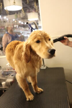 A Doggy Daze furbaby customer getting an air dry