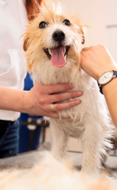 Cute brown dog getting a hair cut at doggy daze in gilbert