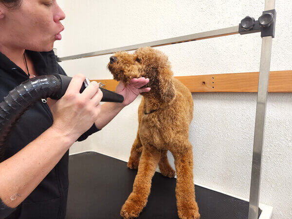 Another doggo getting dried with love and reassurance