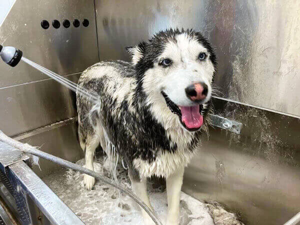 One of our husky dog customers getting their shed control treatment