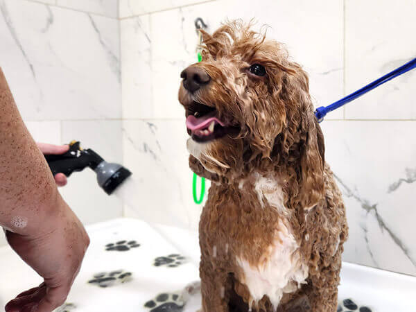 A happy doggy customer getting his royal treatment bath